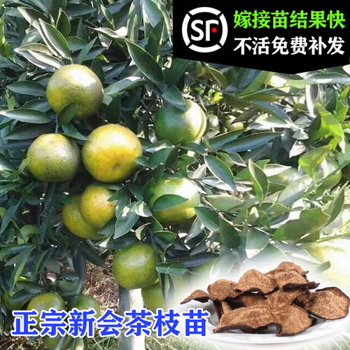 新会陈皮柑普茶嫁接果树苗包邮