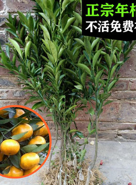 年桔苗广东龙门甜年桔子树苗新年拜神马水年桔果树苗嫁接当年结果