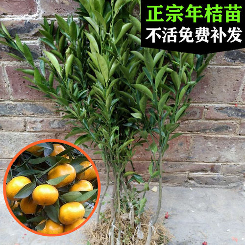 年桔苗广东龙门甜年桔子树苗新年拜神马水年桔果树苗嫁接当年结果
