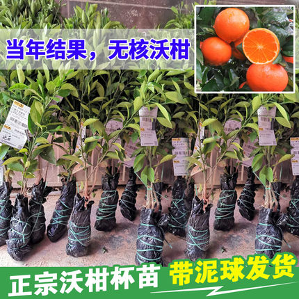 正宗091无籽无核沃柑苗广西武鸣沃柑树苗嫁接橘子果杯苗当年结果