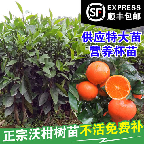 广西武鸣嫁接果树苗无核沃柑