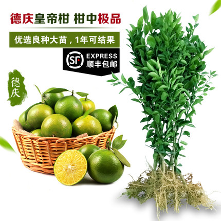 皇帝柑树苗当年结果嫁接大苗广东肇庆德庆贡柑苗黄帝柑桔子果树苗