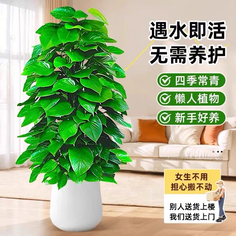 直播精品大型绿植大叶绿萝柱盆栽室内客厅办公室四季常青植物花卉