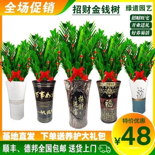 包邮 金钱树盆栽植物办公室内客厅特价 开业送礼绿植净化空气除甲醛