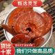 野生灵芝整枝新货泡酒药材煲汤煮泡茶正宗吉林长白山野生灵芝专用