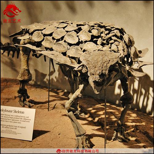 仿真甲龙骨架化石大型灭绝生物骨架模型定制动物骨骼展示模型