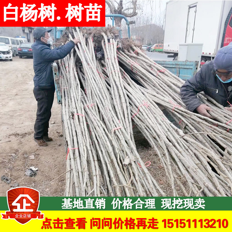 杨树能种在院子里面吗,_大山谷图库