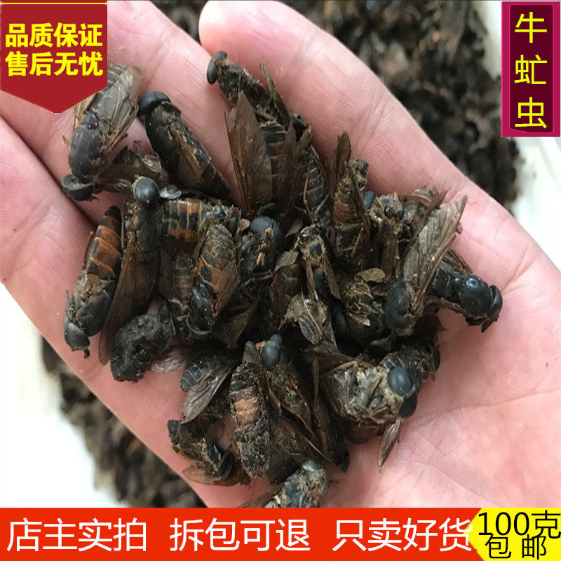 中药材牛虻虫 精选大个牛苍蝇牛氓虫牛蚊子牤虫忙虫100克包邮