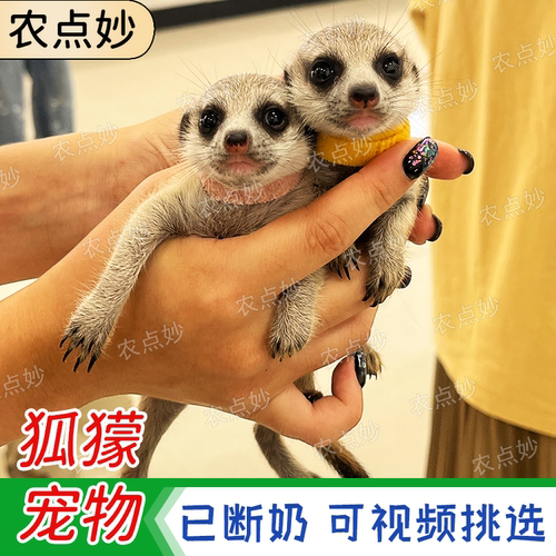狐獴宠物活物丁满狐獴