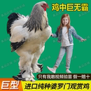 纯种婆罗门鸡活苗进口大体梵天鸡脱温苗巨型宠物观赏鸡幼苗青年鸡