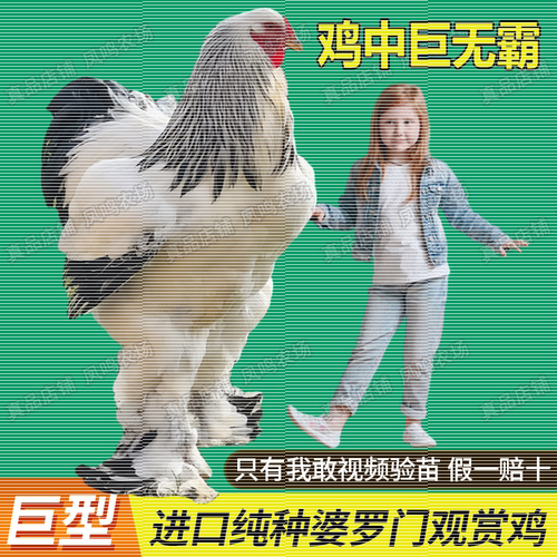 纯种婆罗门鸡活苗大体梵天鸡