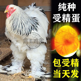 婆罗门鸡种蛋婆罗门鸡受精种蛋婆罗门鸡纯种蛋可孵化巨型梵天鸡蛋