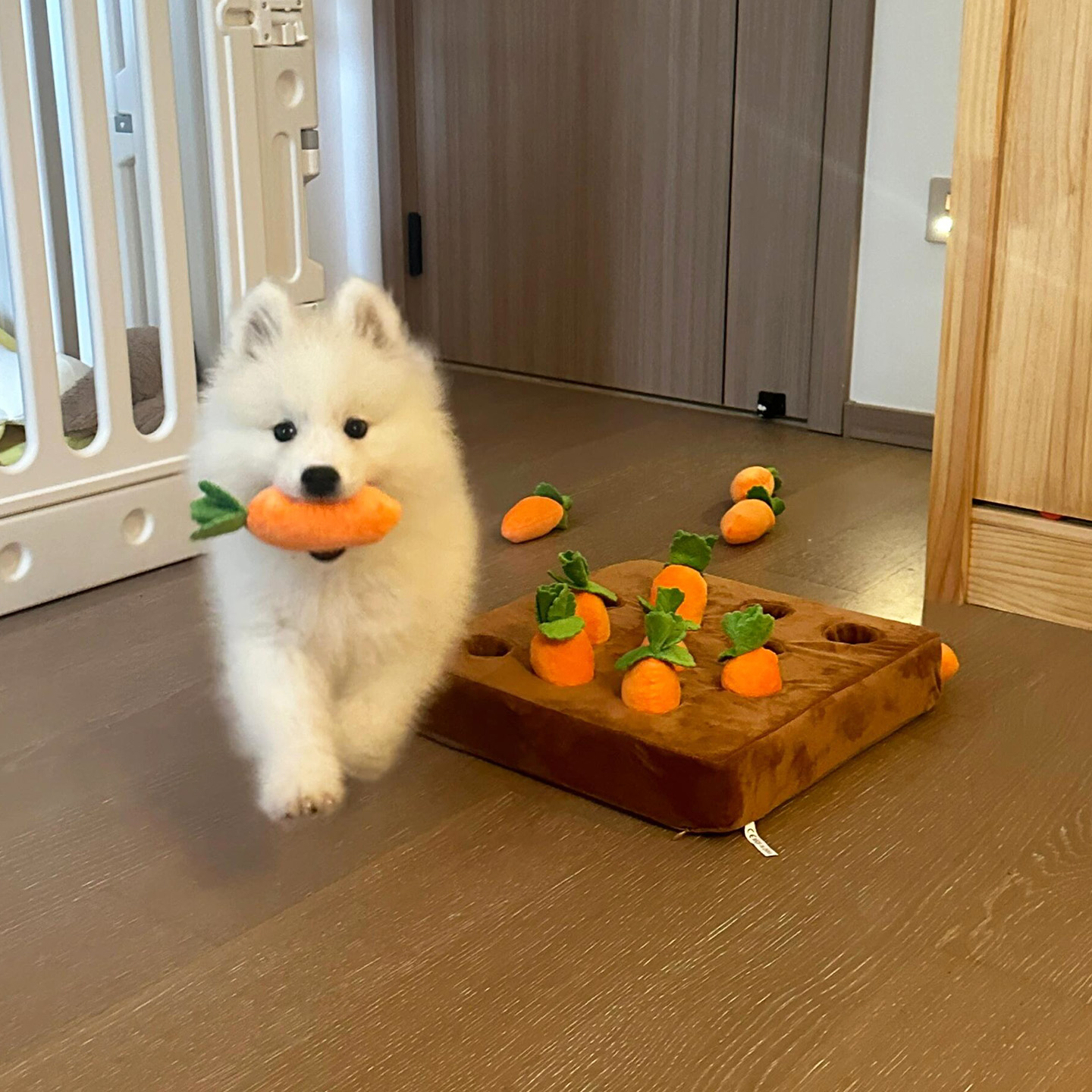 狗狗玩具磨牙耐咬自嗨解闷神器宠物互动型啃咬玩偶泰迪比熊闻嗅垫