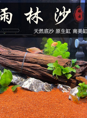 Tropical rainforest sand fish tank landscape multiple colors