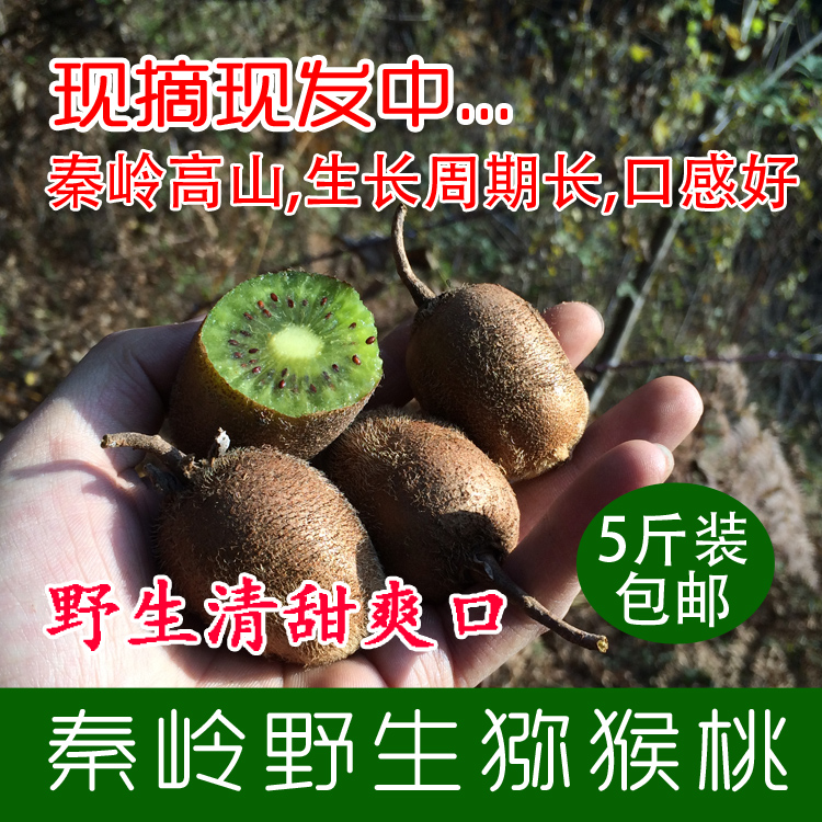 秦岭佛坪现摘新鲜野生猕猴桃5斤