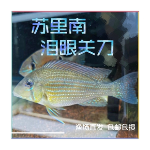 苏里南泪眼关刀 6-7厘米 稀有食土鲷 南美