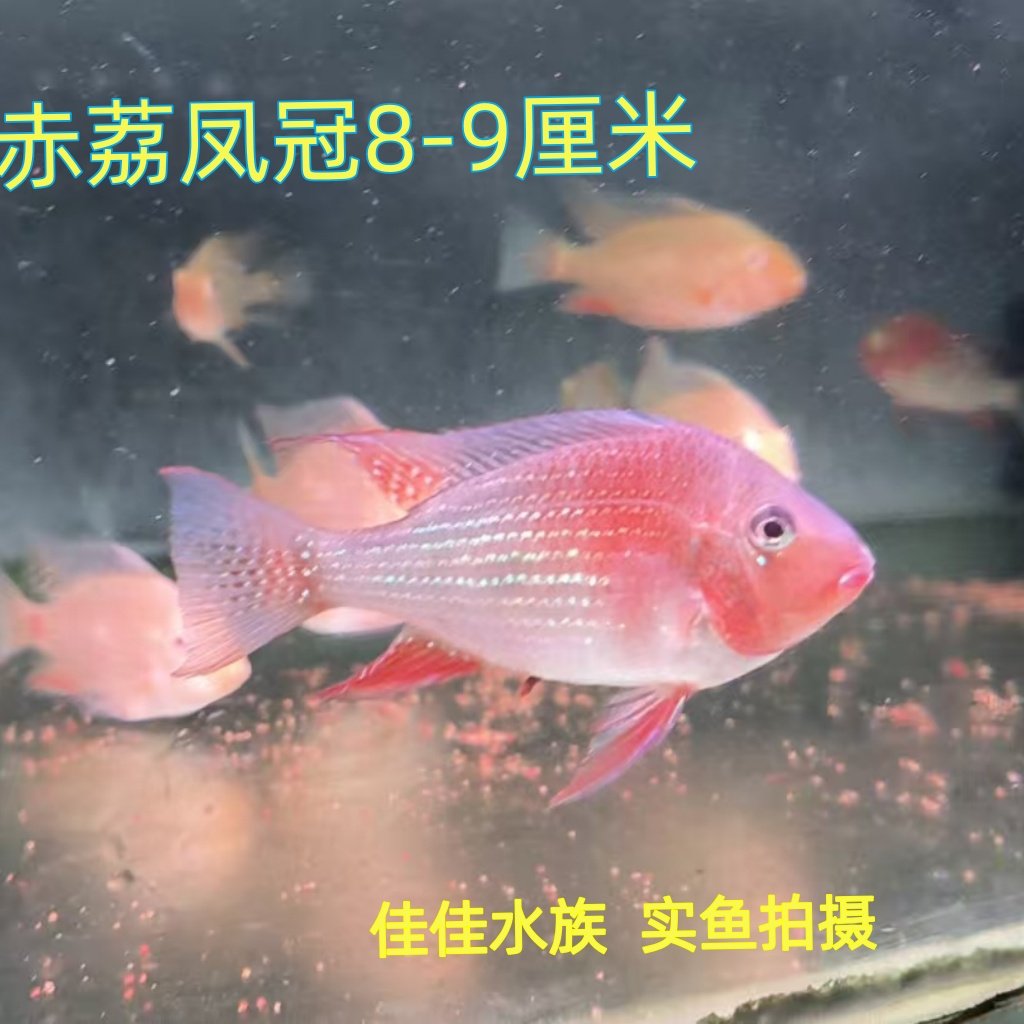 【稀有食土鲷】赤荔凤冠 热带鱼 台产精品鱼