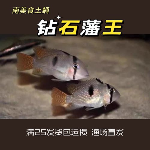 钻石藩王鱼 南美食土鲷 热带鱼
