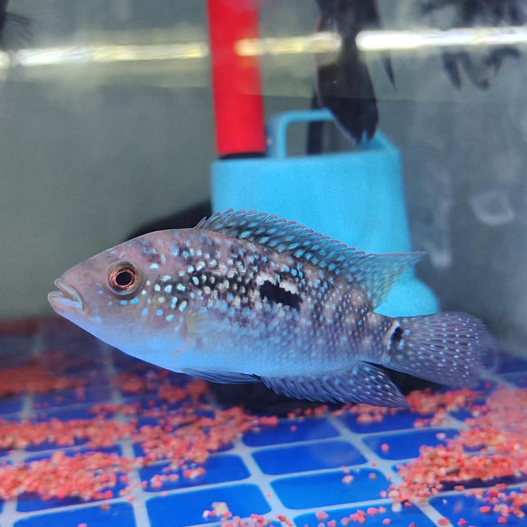 珍珠豹(老板银河星钻)鲷科 新手好养 热带观赏鱼 红头银河星钻