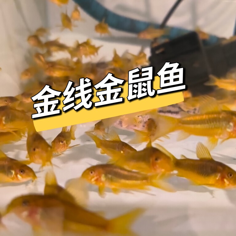 金线金鼠鱼工具鱼清道夫清洁工观赏鱼底栖鱼金苔鼠除藻鱼