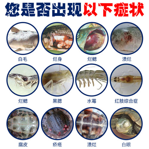 水霉病硫醚沙星药白毛病腐皮烂鳃烂尾水产鱼水产养殖水霉净水霉清