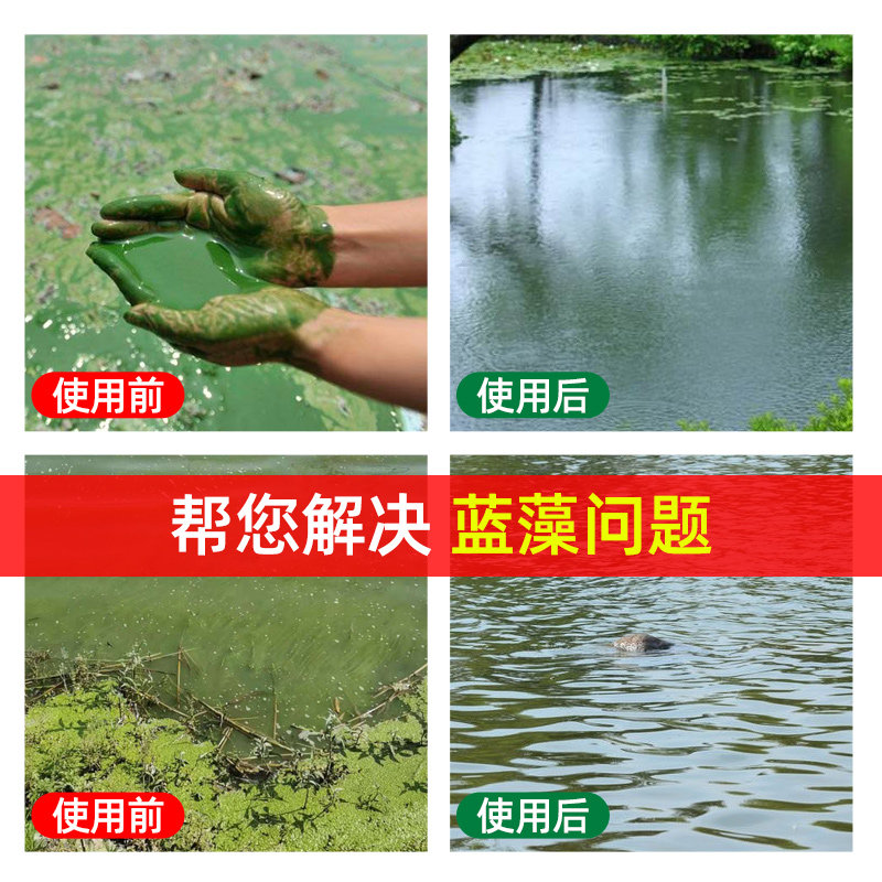 蓝藻分解素鱼池塘除蓝藻克星速灭蓝藻分解精水产解蓝除蓝藻一泼灵