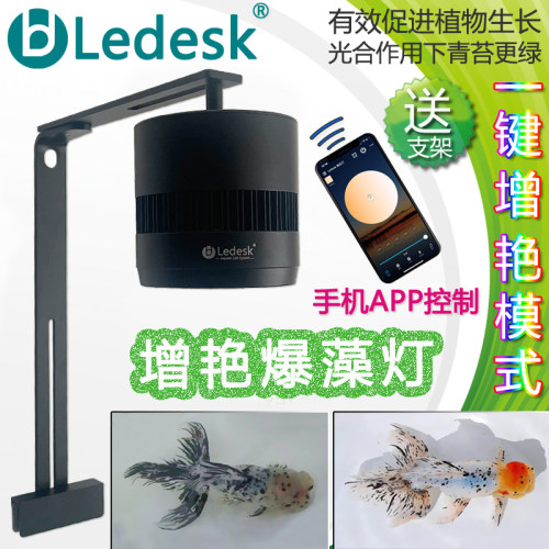 乐迪爆苔出苔灯金鱼兰寿增色增艳