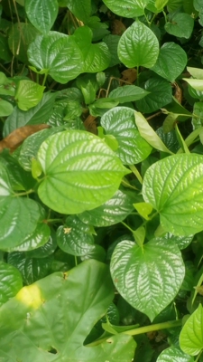 现摘新鲜蛤蒌叶假蒌叶急捞叶包粽子用山蒌苗假蒌苗蛤蒌苗盆栽