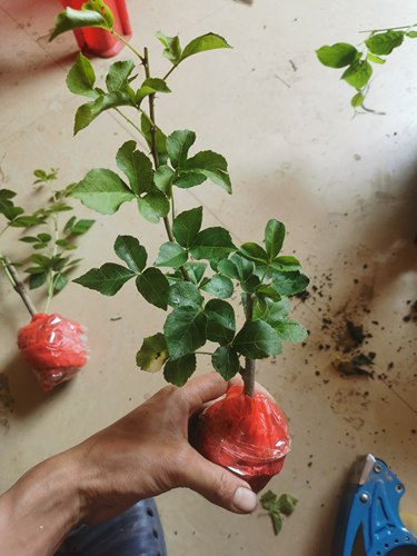 潮汕苦刺心 勒菜苗 三加皮蔬菜苗苦刺箸 野菜苗三叶刺狼牙刺苦刺
