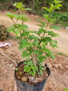 簕菜苗 苦刺苗 6棵苦刺心苗新鲜野菜种植白簕鲜嫩勒菜三加皮农家