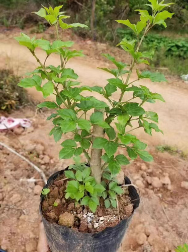 苦刺苗 簕菜苗 6棵苦刺心苗新鲜野菜种植白簕鲜嫩勒菜三加皮农家