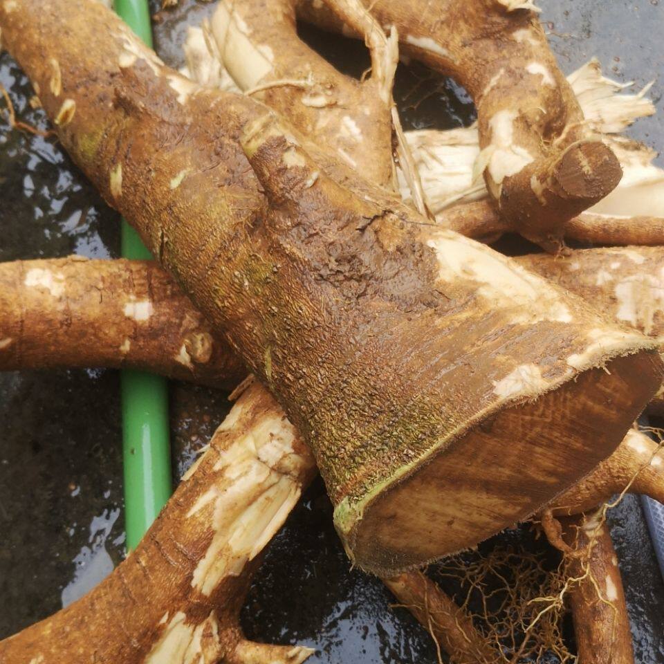 黄桐木根片晒干干货阳春阳江乡下土货煲汤土货1斤包邮