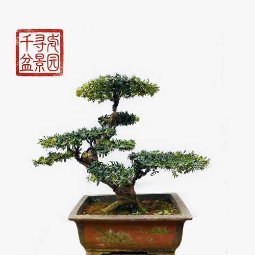 千寻盆景园罗汉松品牌自营