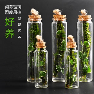 花叶薜荔微景观植物懒人苔藓闷养瓶迷你好养桌面diy送人生日礼物
