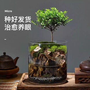 水陆缸苔藓微景观盆栽治愈养眼室内桌面绿植小盆栽成品流水养鱼缸