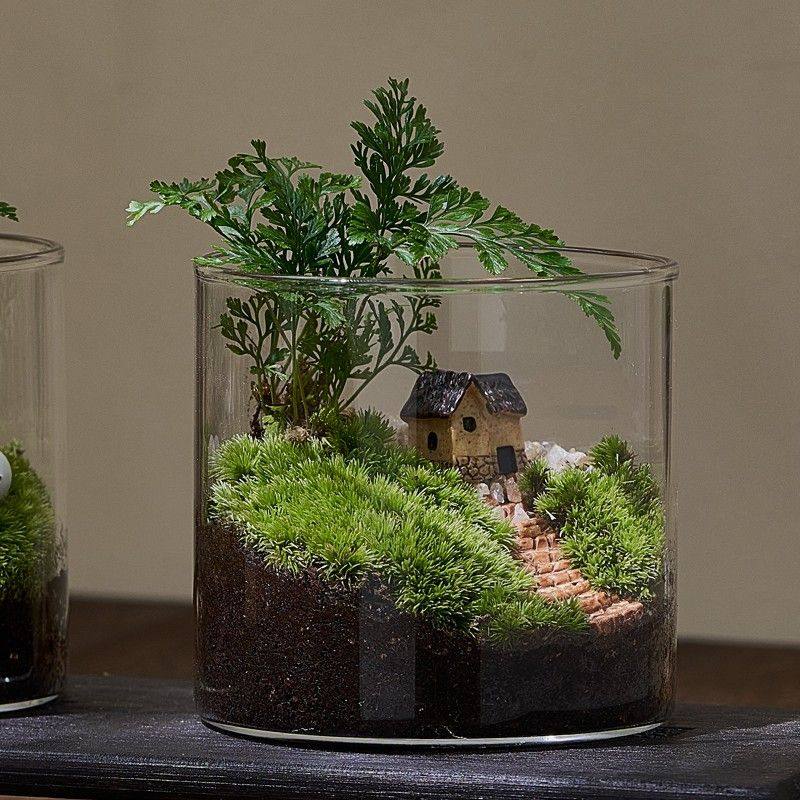 苔藓微型景观创意室内桌面生态绿苔藓微景观