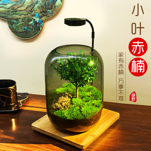【生命之树】生态瓶苔藓微景观青苔造景缸植物办公室绿植桌面盆栽