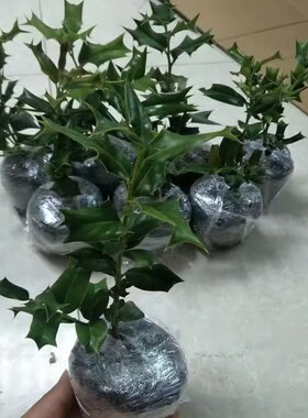 新鲜枸骨根元宝刺老虎刺叶泡茶鸟不宿苗八角刺树苗盆景树绿植盆栽