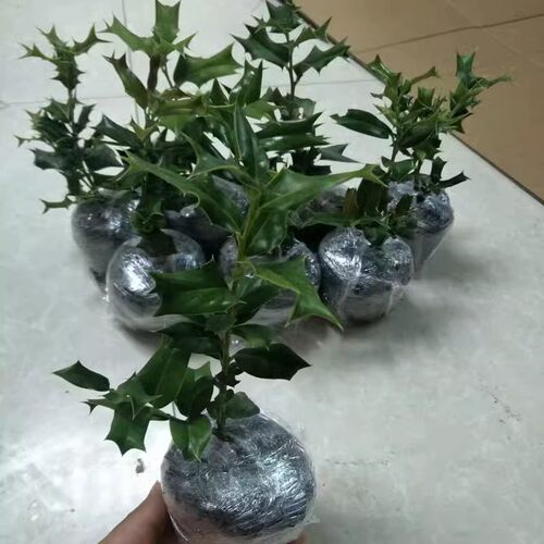 树苗枸骨刺室外枸骨泡茶绿植盆栽
