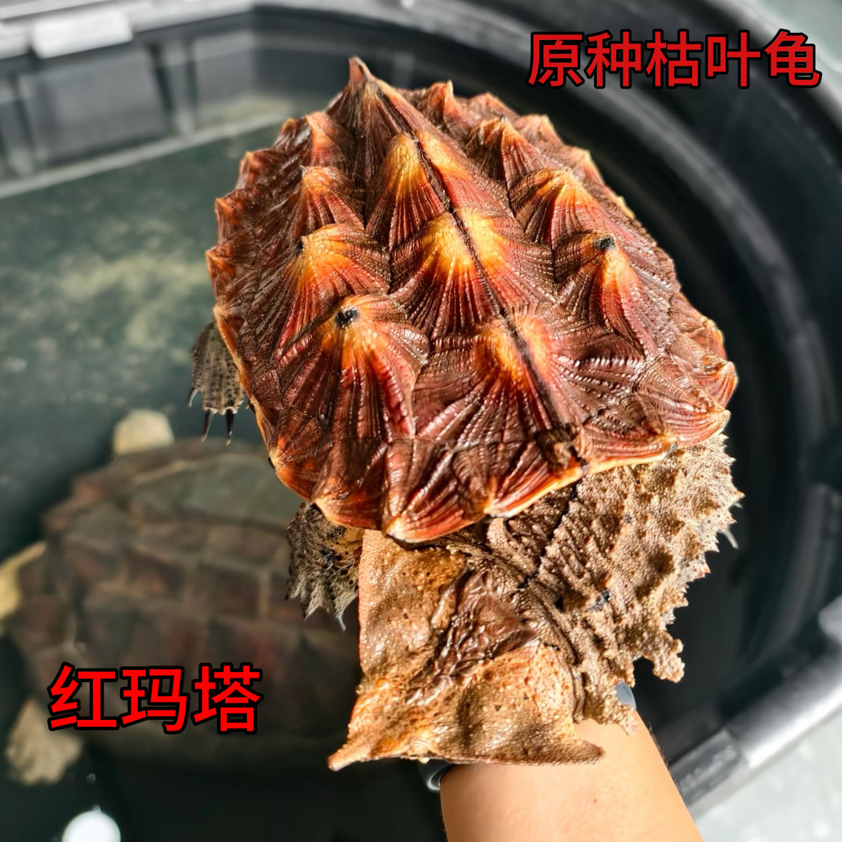 原种进口枯叶龟伪装大师红玛塔黑玛塔宠物龟苗子活体懒人宠物推荐