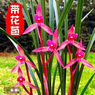 精品国兰兰花苗春剑名品红素【都江红素】终身包对版 假一赔十