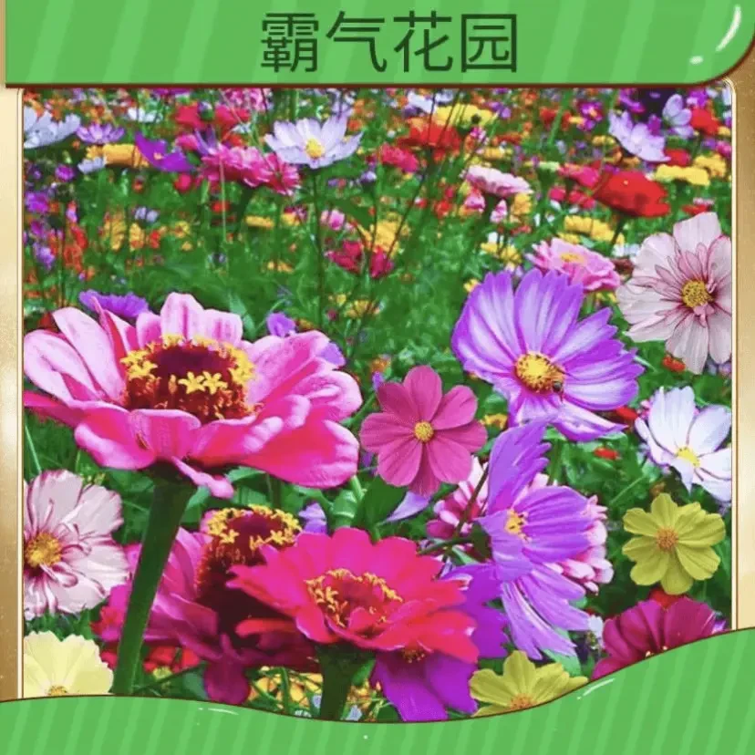 【下单立减50】野花组合花种子室外花种籽子四季播种开花庭院绿gj