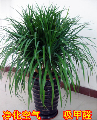 龙须树大型绿植多头龙血树龙铁树室内客厅盆栽花卉植物办公室盆景