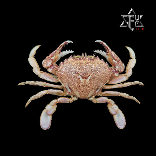 细点圆趾蟹蟹螃蟹标本教学科普教具海洋生物甲壳类模型个性礼物