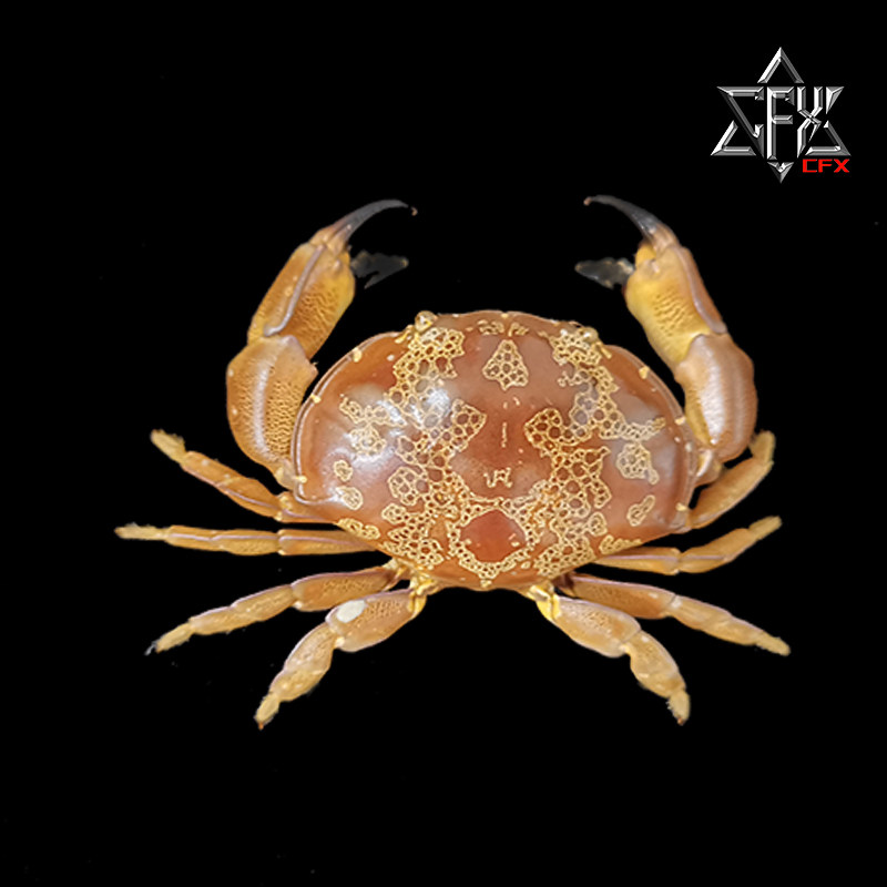 花纹爱洁蟹标本螃蟹标本教学科普教具海洋深海生物甲壳类个性礼物