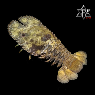 南极岩礁扇虾琵琶虾标本成品个人收藏摆件装饰博物馆科普模型花龙