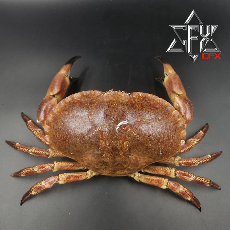普通黄道蟹蟹蟹螃蟹标本教学科普教具海洋生物甲壳类模型个性礼物-封面