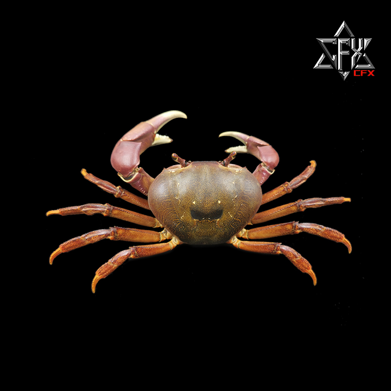 凶狠圆轴蟹蟹螃蟹标本教学科普教具海洋生物甲壳类模型个性礼物