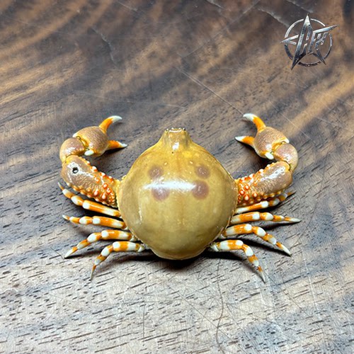 单齿仿玉蟹螃蟹标本教学科普教具海洋深海生物甲壳类