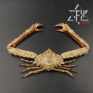 切缘武装紧握蟹螃蟹标本教学科普教具海洋生物甲壳类模型个性礼物